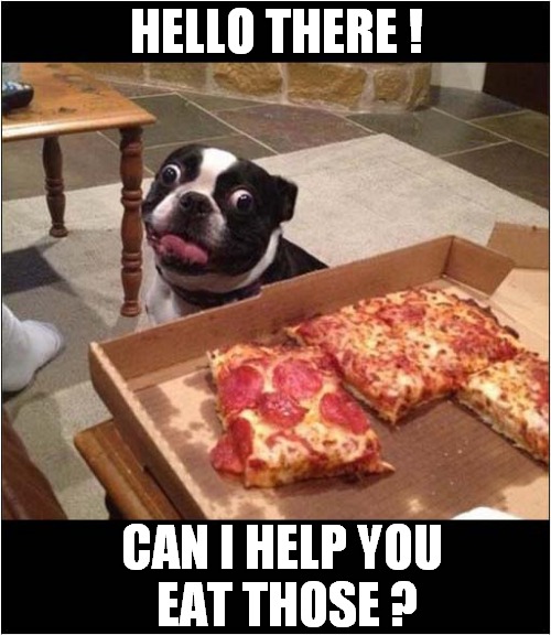 A Helpful Hound ! | HELLO THERE ! CAN I HELP YOU
 EAT THOSE ? | image tagged in dogs,helpful,greedy | made w/ Imgflip meme maker