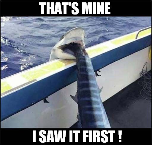 Angry Shark Shouts 'Stop Thief !' | THAT'S MINE; I SAW IT FIRST ! | image tagged in fun,shark,fishing,stop,thief | made w/ Imgflip meme maker