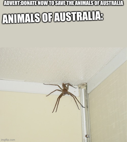 Australia ?? | ADVERT:DONATE NOW TO SAVE THE ANIMALS OF AUSTRALIA; ANIMALS OF AUSTRALIA: | image tagged in huge spider | made w/ Imgflip meme maker