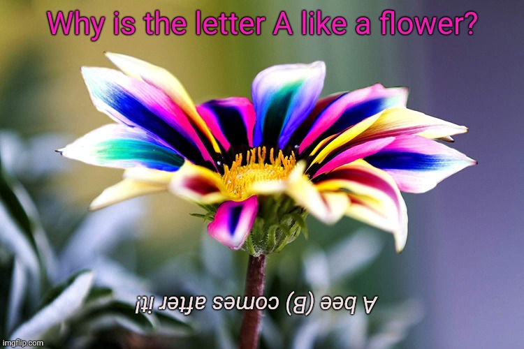 Multicolor Dwarf Variegated Sunflower | Why is the letter A like a flower? A bee (B) comes after it! | image tagged in joke,flower,sunflower,bees | made w/ Imgflip meme maker