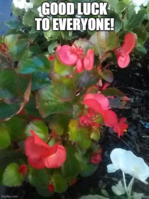 Lucky Charms and FLOWERS! | GOOD LUCK TO EVERYONE! | image tagged in flowers today | made w/ Imgflip meme maker