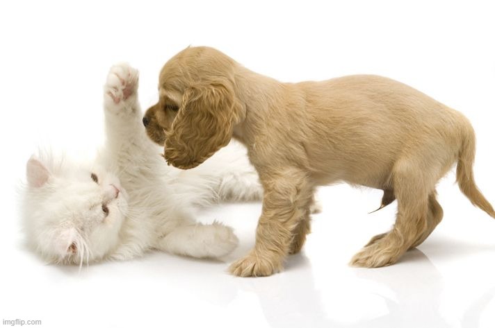 kitten and puppy playing | image tagged in kitten and puppy playing | made w/ Imgflip meme maker