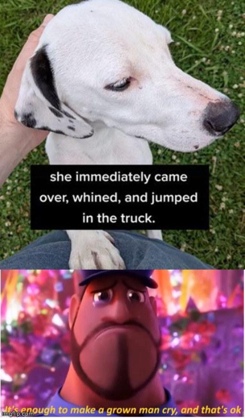 Awwww doggo | image tagged in it's enough to make a grown man cry and that's ok,dogs,dog,memes,meme,wholesome | made w/ Imgflip meme maker