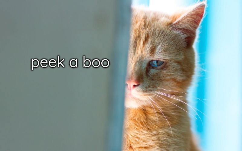 Peek a Boo Kitty | peek a boo | image tagged in silly cat playing peek a boo | made w/ Imgflip meme maker