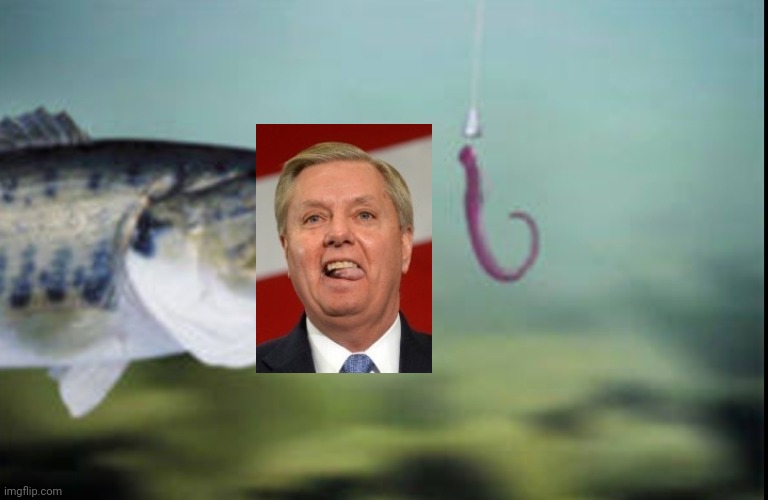 Fish being lured | image tagged in fish being lured | made w/ Imgflip meme maker