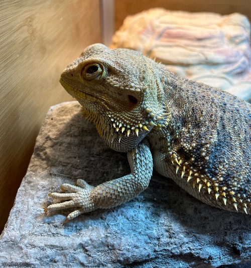 This could quite possibly be the lizard version of homophobic dog | made w/ Imgflip meme maker