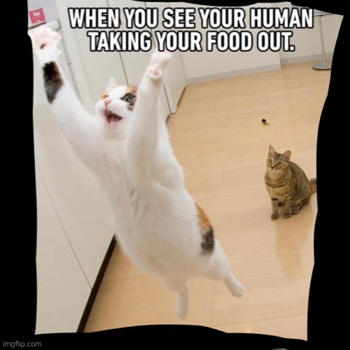 GIVE ME MY FOOD | image tagged in funny cats | made w/ Imgflip meme maker