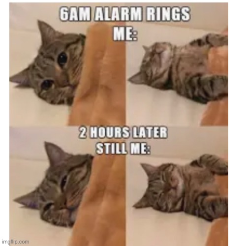 Sleep | image tagged in funny cat memes | made w/ Imgflip meme maker