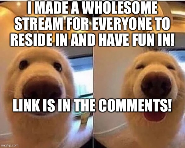 :D | I MADE A WHOLESOME STREAM FOR EVERYONE TO RESIDE IN AND HAVE FUN IN! LINK IS IN THE COMMENTS! | image tagged in wholesome doggo | made w/ Imgflip meme maker