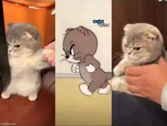 That one cat from Tom and Jerry | image tagged in cats,tom and jerry | made w/ Imgflip meme maker