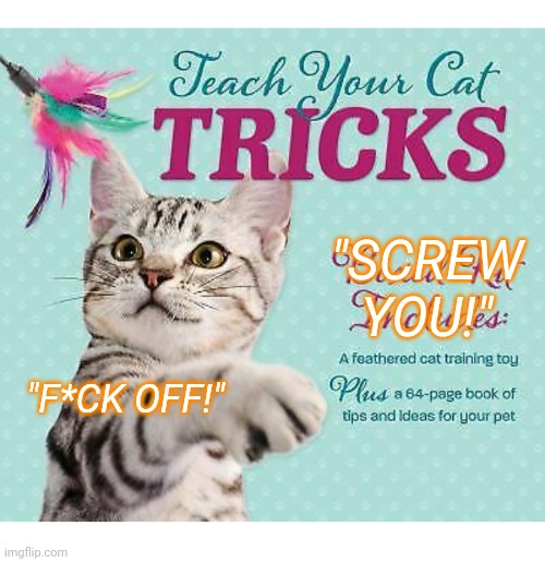 Bad Kitty | "SCREW YOU!"; "F*CK OFF!" | image tagged in cute kittens | made w/ Imgflip meme maker