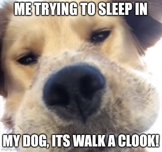 Doggo bruh | ME TRYING TO SLEEP IN; MY DOG, ITS WALK A CLOOK! | image tagged in dog life | made w/ Imgflip meme maker