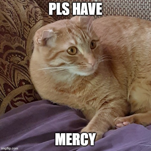 Scared cat | PLS HAVE MERCY | image tagged in scared cat | made w/ Imgflip meme maker