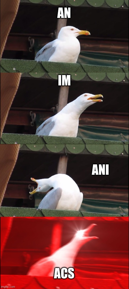 an im ani ACS! | AN; IM; ANI; ACS | image tagged in memes,inhaling seagull | made w/ Imgflip meme maker