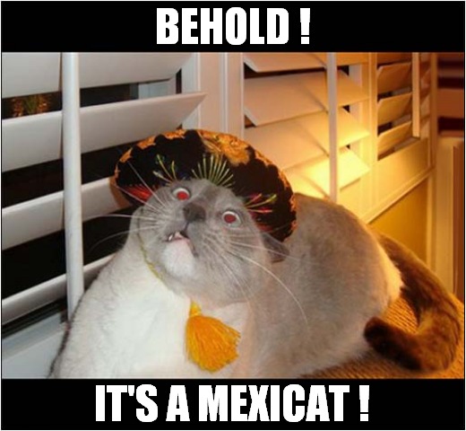 A Cat In Traditional Dress ! | BEHOLD ! IT'S A MEXICAT ! | image tagged in cats,behold,mexican | made w/ Imgflip meme maker