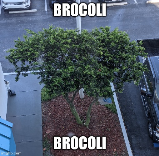 BROCOLI; BROCOLI | made w/ Imgflip meme maker