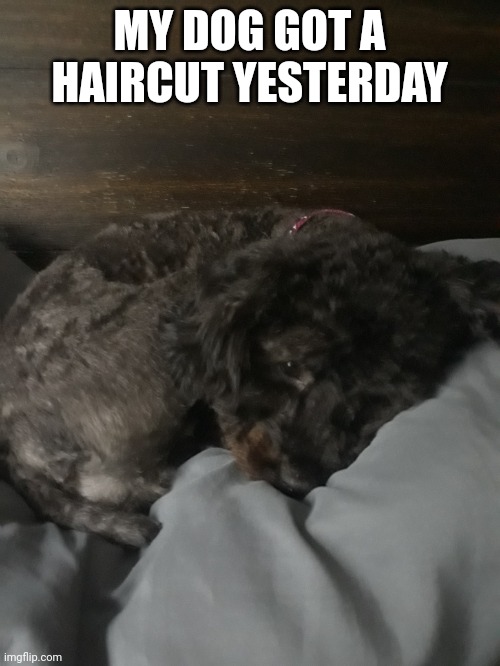 MY DOG GOT A HAIRCUT YESTERDAY | made w/ Imgflip meme maker