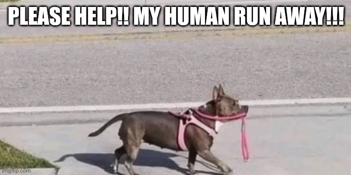 PLEASE HELP!! MY HUMAN RUN AWAY!!! | image tagged in fun | made w/ Imgflip meme maker