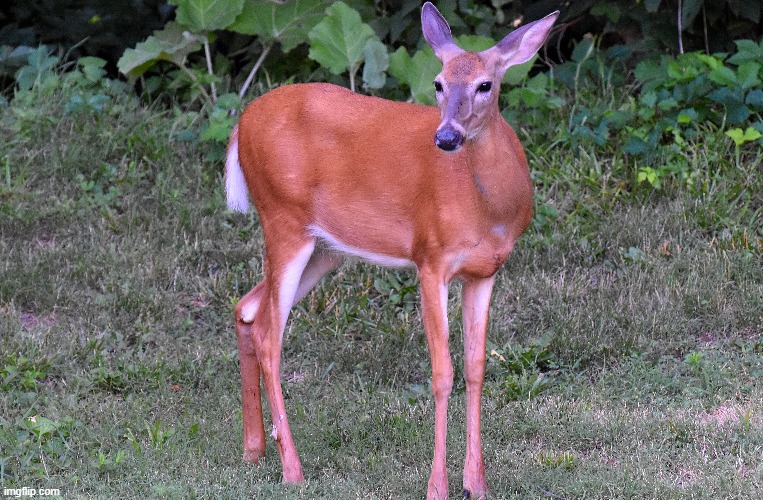 a deer in my back yard | image tagged in deer,doe,kewlew | made w/ Imgflip meme maker