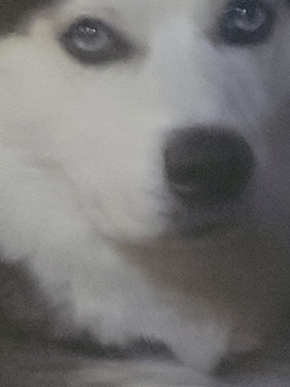 High Quality Evelynn's dog 2 Blank Meme Template