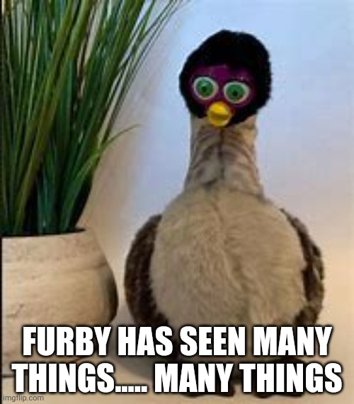 FURBY HAS SEEN MANY THINGS..... MANY THINGS | made w/ Imgflip meme maker