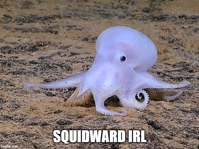 IRL Squidward | SQUIDWARD IRL | image tagged in squidward,octopus,spongebob squarepants,irl | made w/ Imgflip meme maker