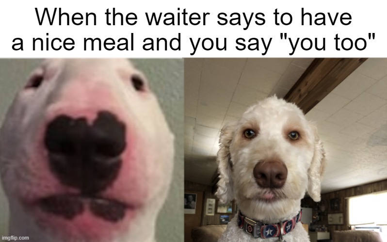 Meme, I guess |  When the waiter says to have a nice meal and you say "you too" | image tagged in dogs,dog,waiter,embarrassed | made w/ Imgflip meme maker
