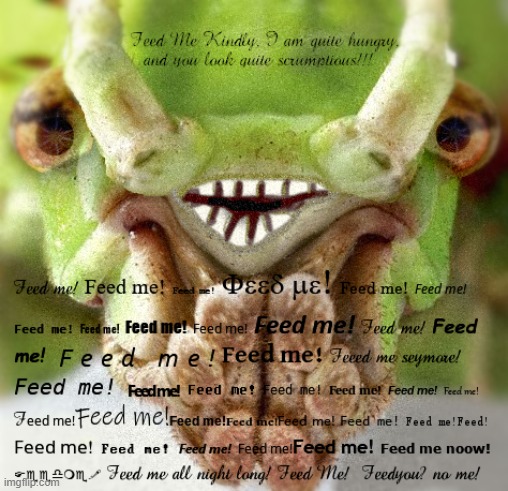 I challenge you to name off all the fonts used here... | image tagged in fun,insects,feed me | made w/ Imgflip meme maker