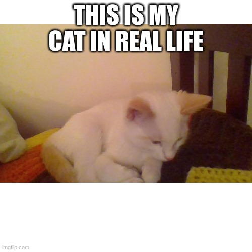 my cat | THIS IS MY CAT IN REAL LIFE | image tagged in cats | made w/ Imgflip meme maker