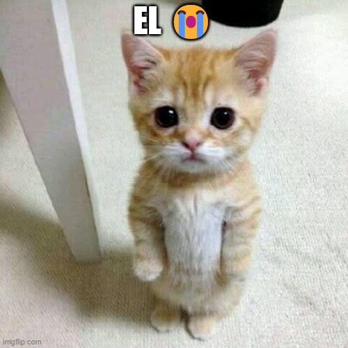 EL | EL 😭 | image tagged in el gato,cat,cats | made w/ Imgflip meme maker