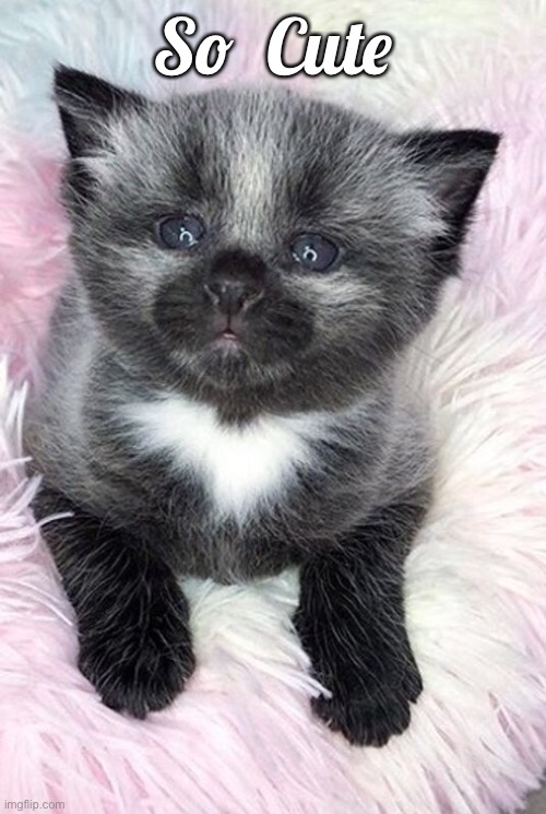 So Cute | So  Cute | image tagged in so cute,little kitten,grey and black,cats,beauty | made w/ Imgflip meme maker