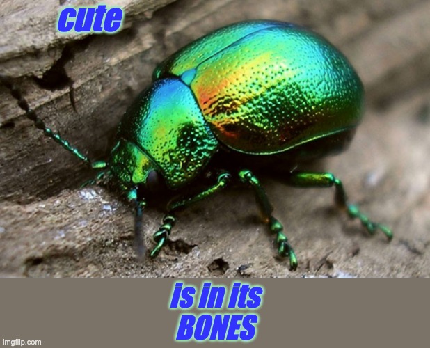 Not just for those with internal skeletons | cute; is in its
BONES | image tagged in cute,insect,beetle | made w/ Imgflip meme maker