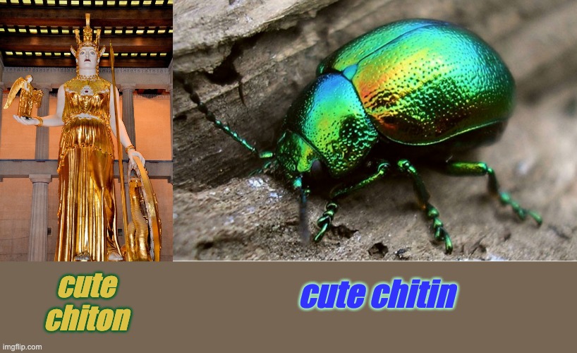 Derpy beetle thoughts | cute chitin; cute
chiton | image tagged in athena,insect,beetle,goddess,clothing,armor | made w/ Imgflip meme maker