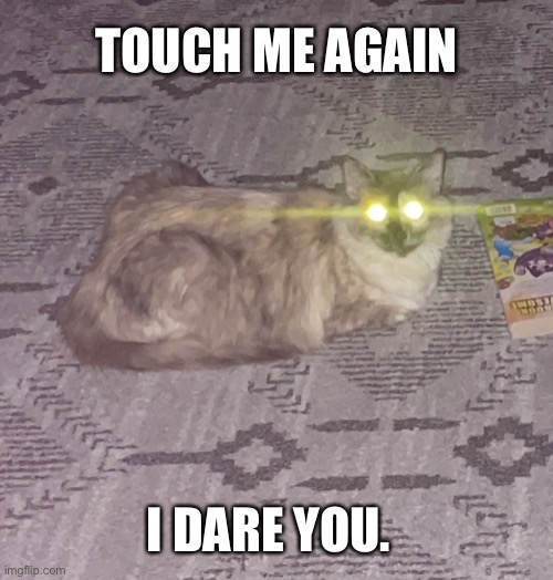 Don’t touch | TOUCH ME AGAIN; I DARE YOU. | image tagged in cat | made w/ Imgflip meme maker