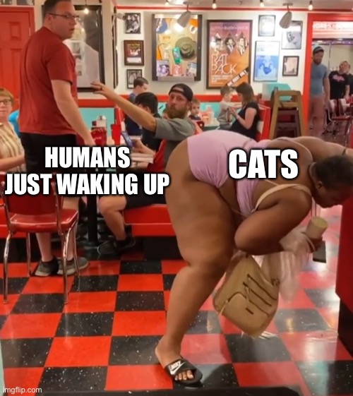 Twerking at Waffle House | HUMANS JUST WAKING UP; CATS | image tagged in twerking at waffle house,cats,cat | made w/ Imgflip meme maker