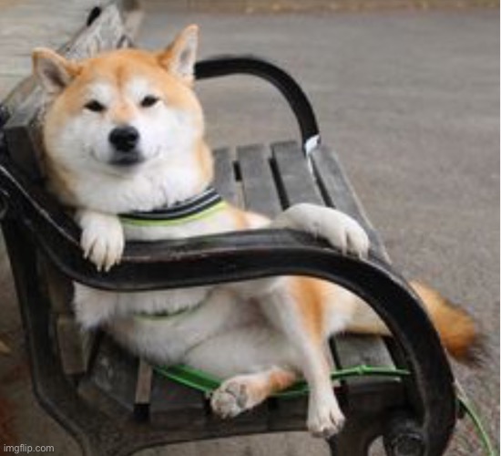 Cool shiba Inu  | image tagged in cool shiba inu | made w/ Imgflip meme maker