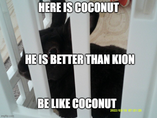 Coconut | HERE IS COCONUT; HE IS BETTER THAN KION; BE LIKE COCONUT | image tagged in coconut,kion is guilty | made w/ Imgflip meme maker