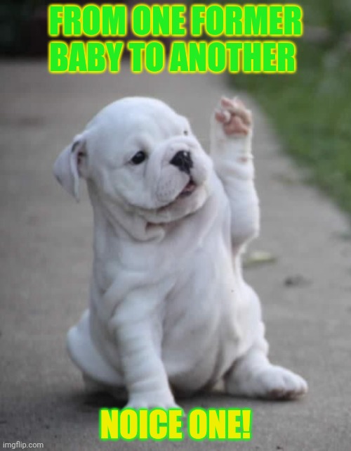Puppy High Five  | FROM ONE FORMER BABY TO ANOTHER NOICE ONE! | image tagged in puppy high five | made w/ Imgflip meme maker