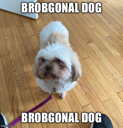 Brobgonal dog | BROBGONAL DOG; BROBGONAL DOG | image tagged in brobgonal dog | made w/ Imgflip meme maker