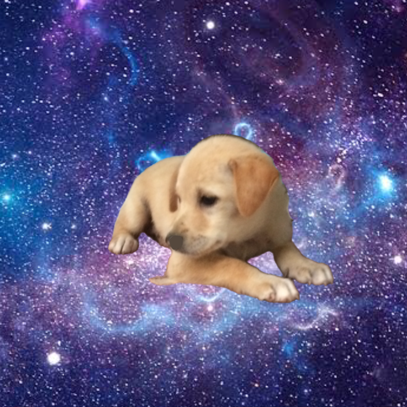 High Quality PUPPY IN SPACE? Blank Meme Template