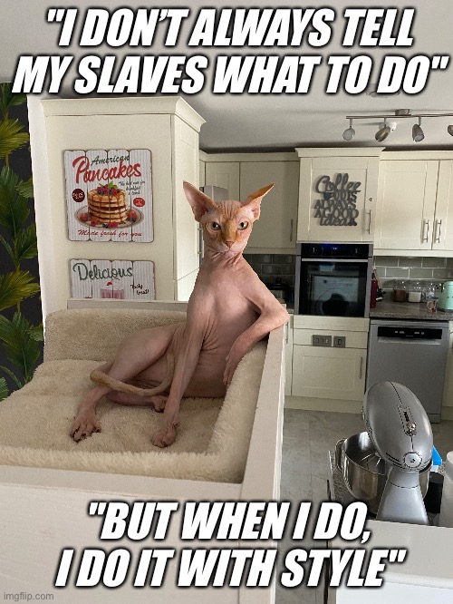 Dos Equis Cat | "I DON’T ALWAYS TELL MY SLAVES WHAT TO DO"; "BUT WHEN I DO, I DO IT WITH STYLE" | image tagged in dos equis | made w/ Imgflip meme maker