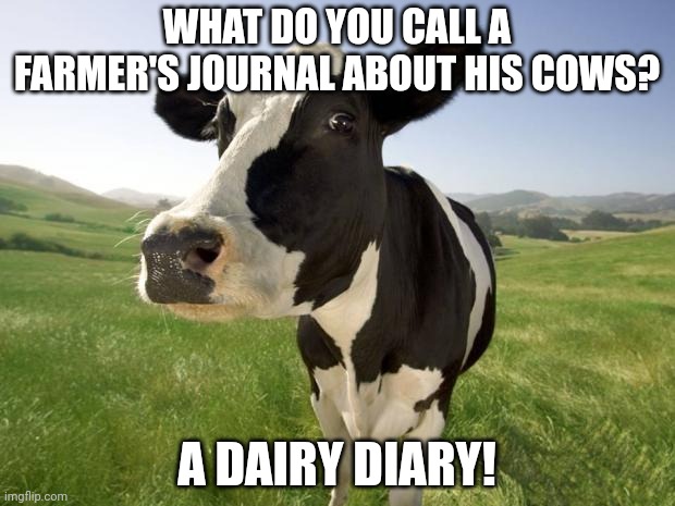 cow | WHAT DO YOU CALL A FARMER'S JOURNAL ABOUT HIS COWS? A DAIRY DIARY! | image tagged in cow,dairy,diary,english,words,funny memes | made w/ Imgflip meme maker