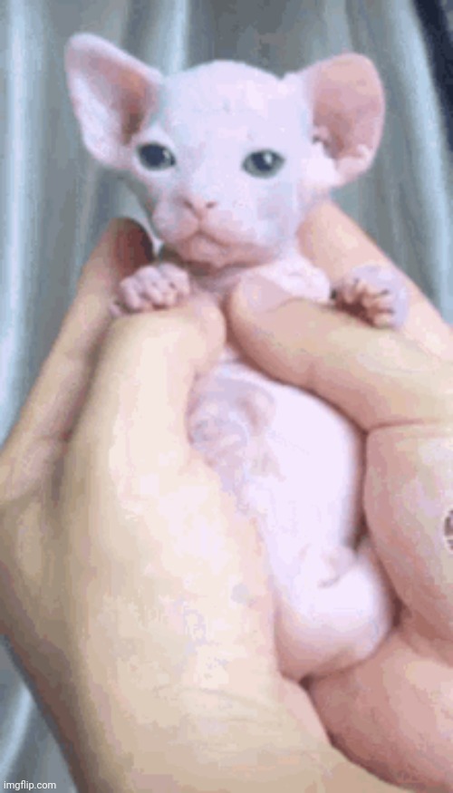 Bebe bignus | made w/ Imgflip meme maker