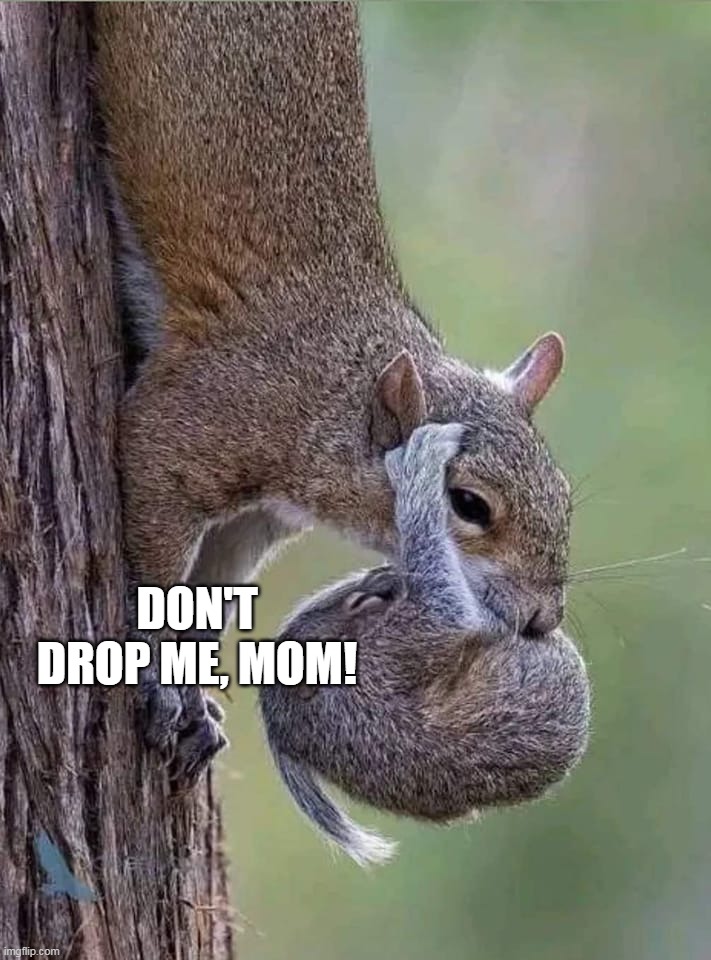 DON'T DROP ME, MOM! | image tagged in meme,memes,humor | made w/ Imgflip meme maker