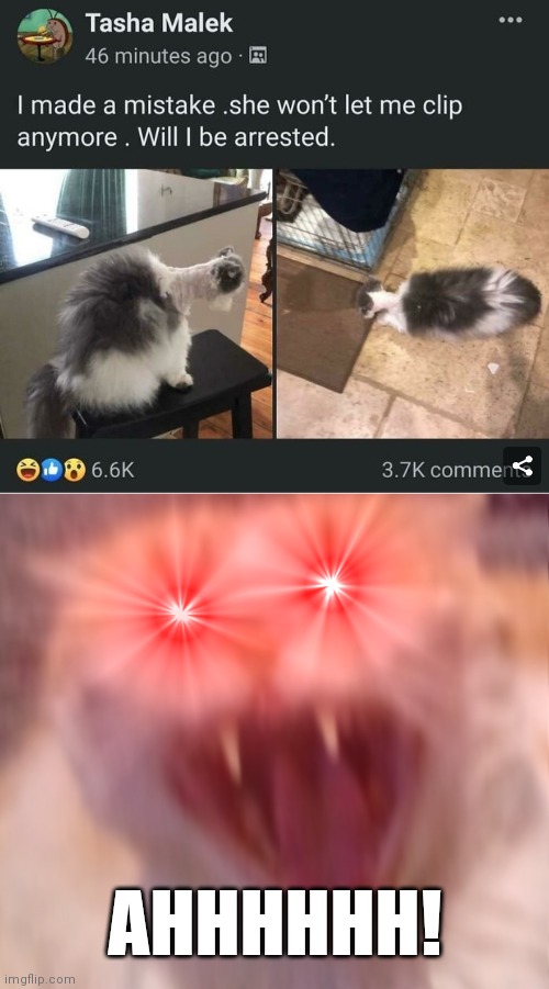 Cats cats cats cats cats | AHHHHHH! | image tagged in angry cat,cats,cat,fails,oof | made w/ Imgflip meme maker