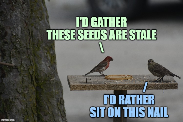 I'D GATHER
THESE SEEDS ARE STALE
\ /
I'D RATHER
SIT ON THIS NAIL | made w/ Imgflip meme maker