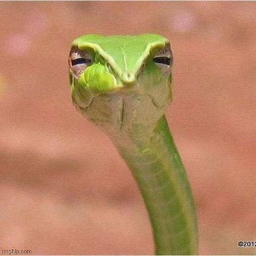 Snek Blank | image tagged in snek blank | made w/ Imgflip meme maker