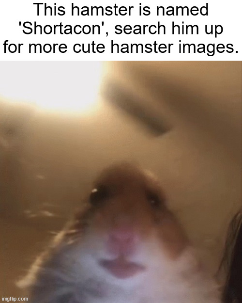 the educated should know well | This hamster is named 'Shortacon', search him up for more cute hamster images. | made w/ Imgflip meme maker