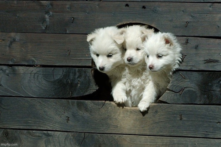 Cerberus Pups | image tagged in cerberus pups | made w/ Imgflip meme maker