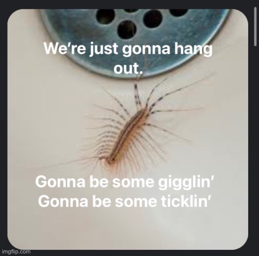 Centipede | image tagged in centipede,tickle,giggle,bugs | made w/ Imgflip meme maker
